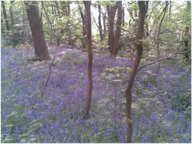 Bluebells in Whirlow Woods, Sheffield
