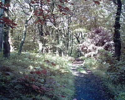 Whirlow Woods